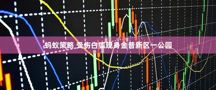 蚂蚁策略 受伤白狐现身金普新区一公园